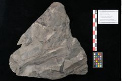 Foto (Objekt + Etikett) von Equisetum arenaceum Jaeg. (NHMW-GEO-2024-0188-10535)
